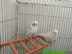 A pair of breeding Budgies for sale, good quality.