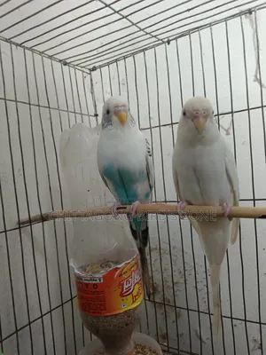 A pair of breeding Budgies for sale, good quality.