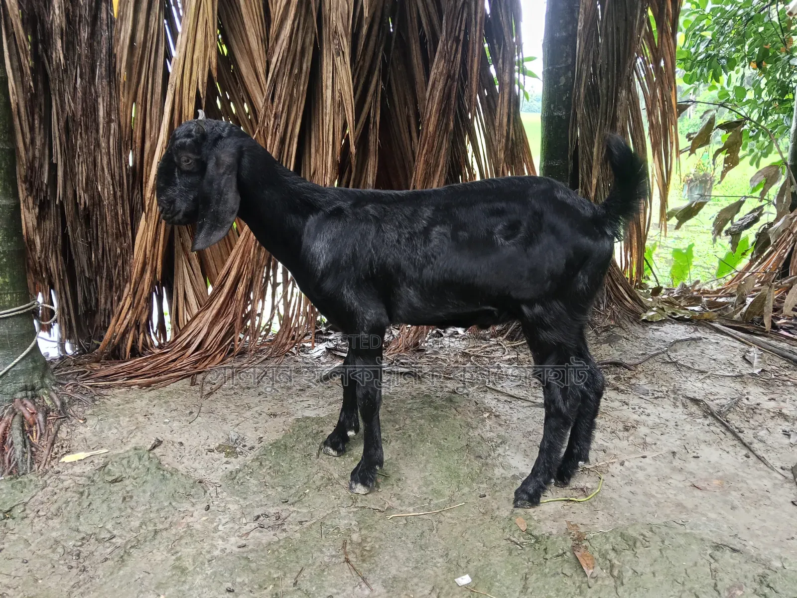 ছাগল বিক্রি করা হবে