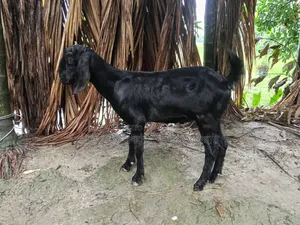 ছাগল বিক্রি করা হবে