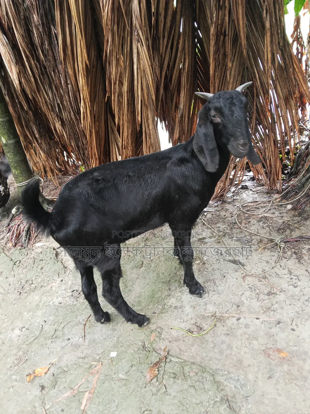 ছাগল বিক্রি করা হবে