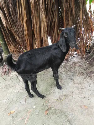 ছাগল বিক্রি করা হবে