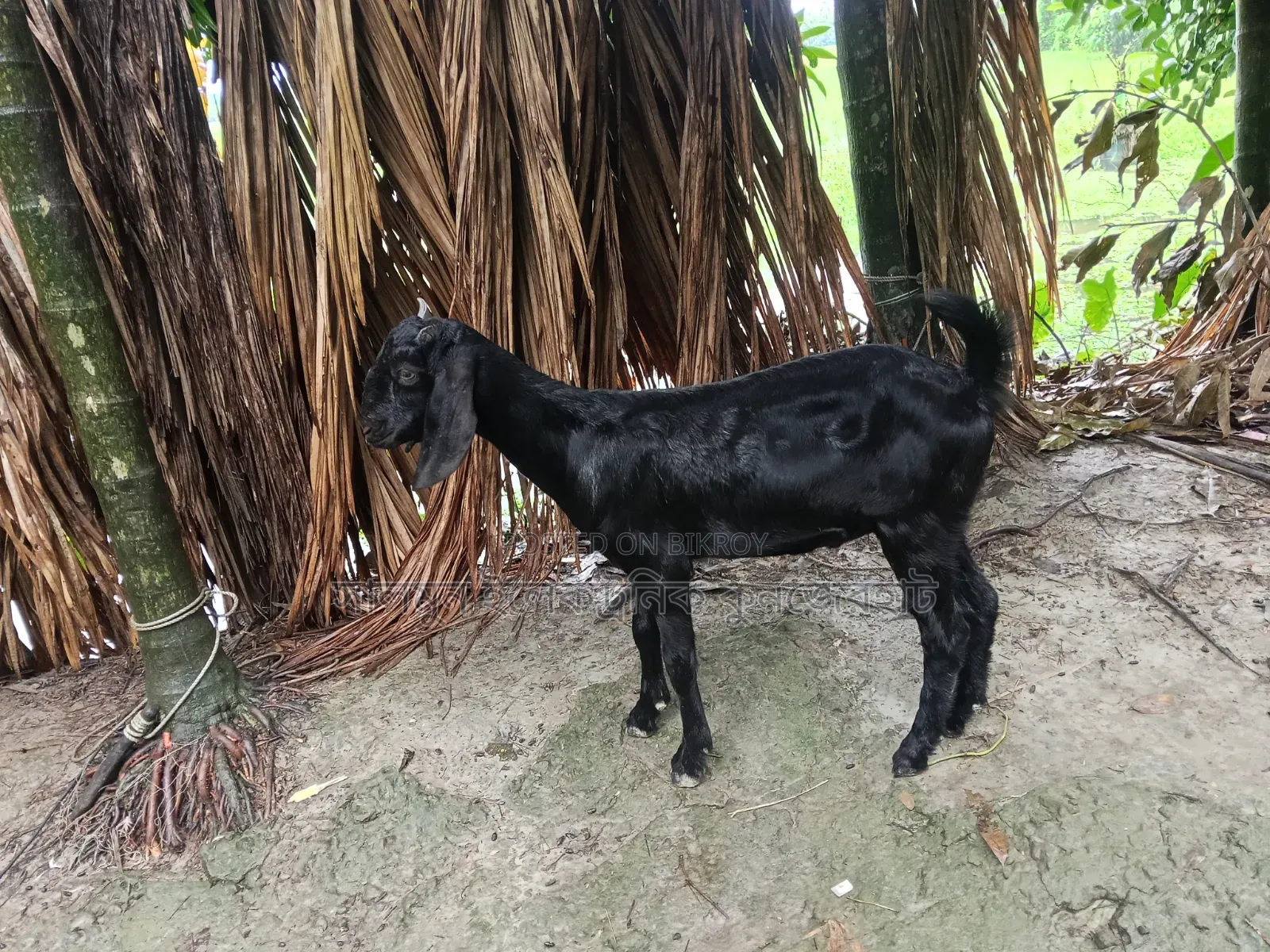 ছাগল বিক্রি করা হবে