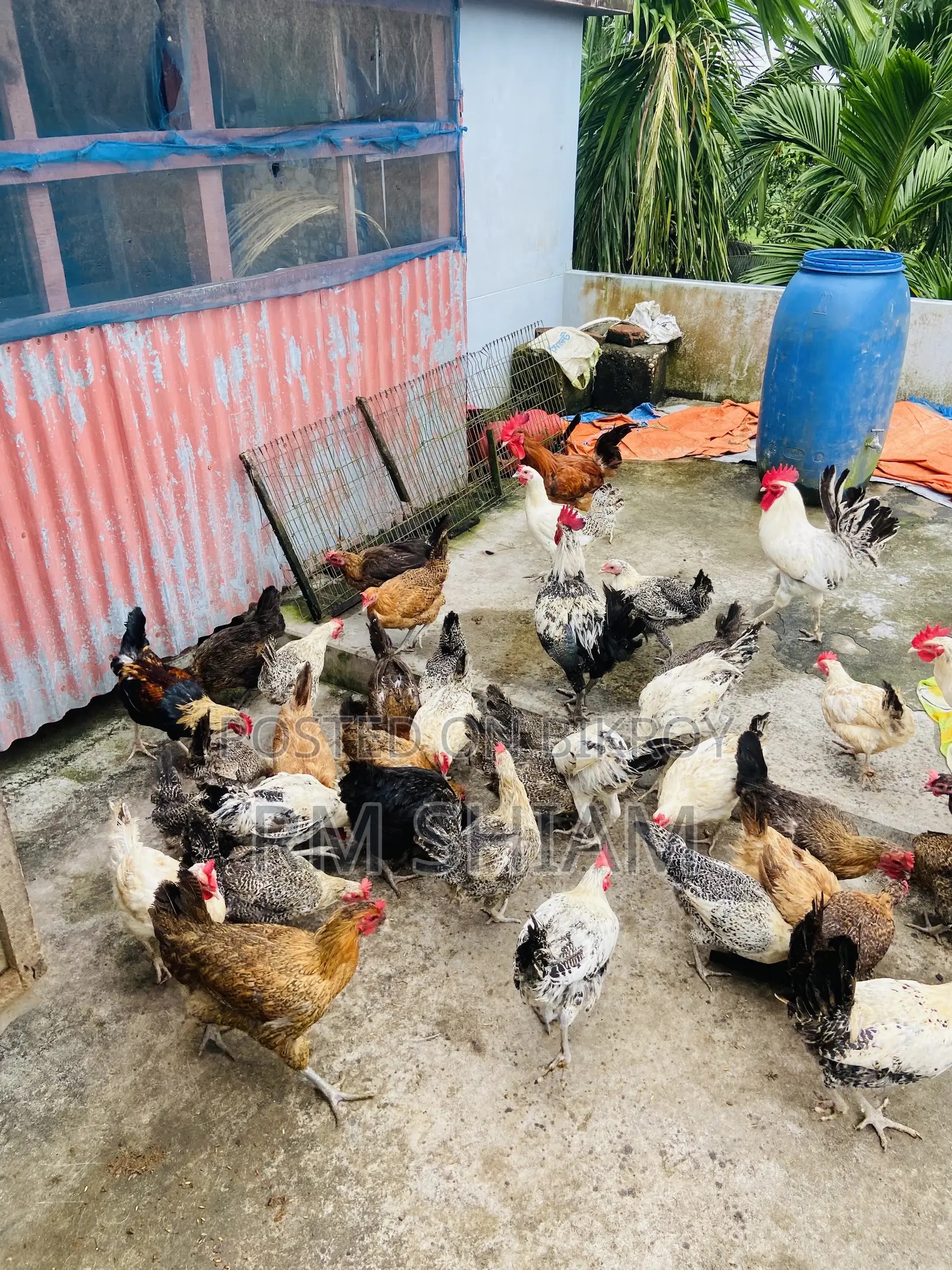 ফাওমি মুরগি বিক্রি করা হবে