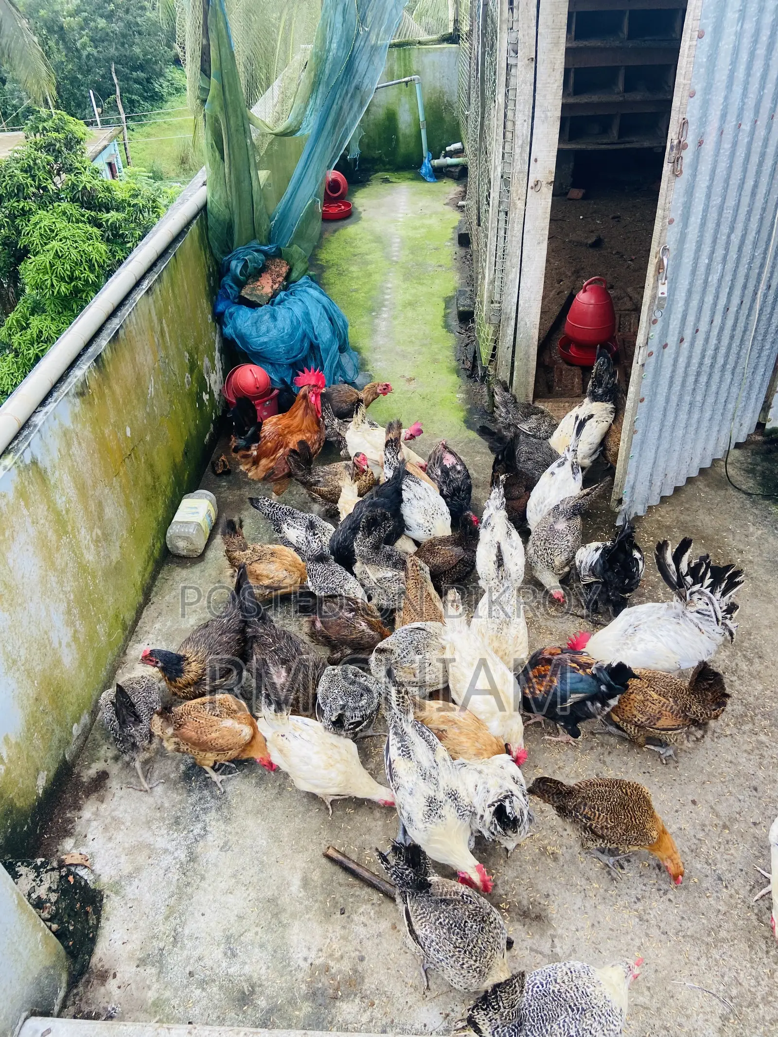 ফাওমি মুরগি বিক্রি করা হবে