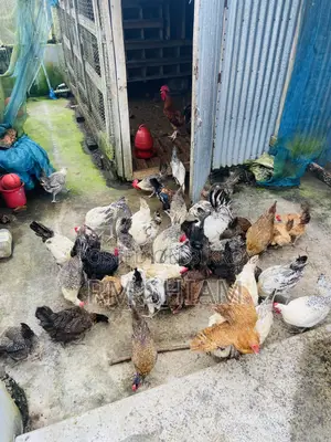 ফাওমি মুরগি বিক্রি করা হবে