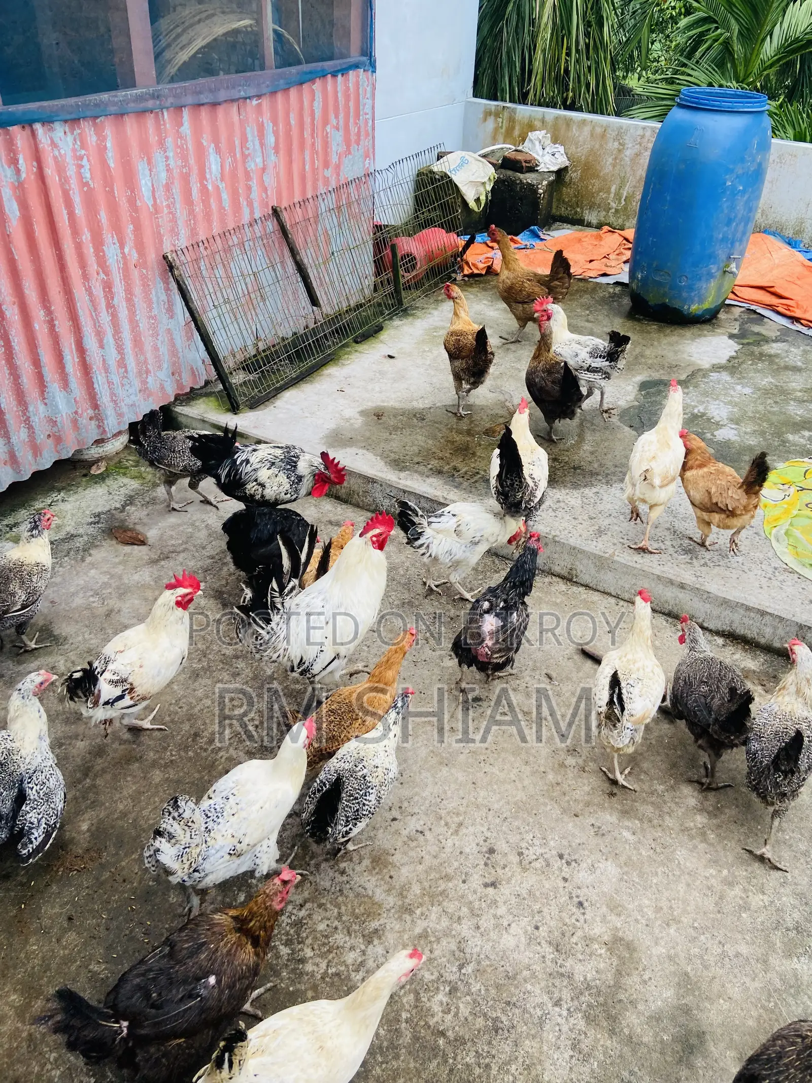 ফাওমি মুরগি বিক্রি করা হবে