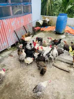 ফাওমি মুরগি বিক্রি করা হবে