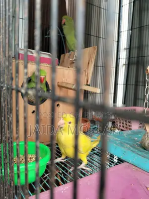 Yellow Cockatiel