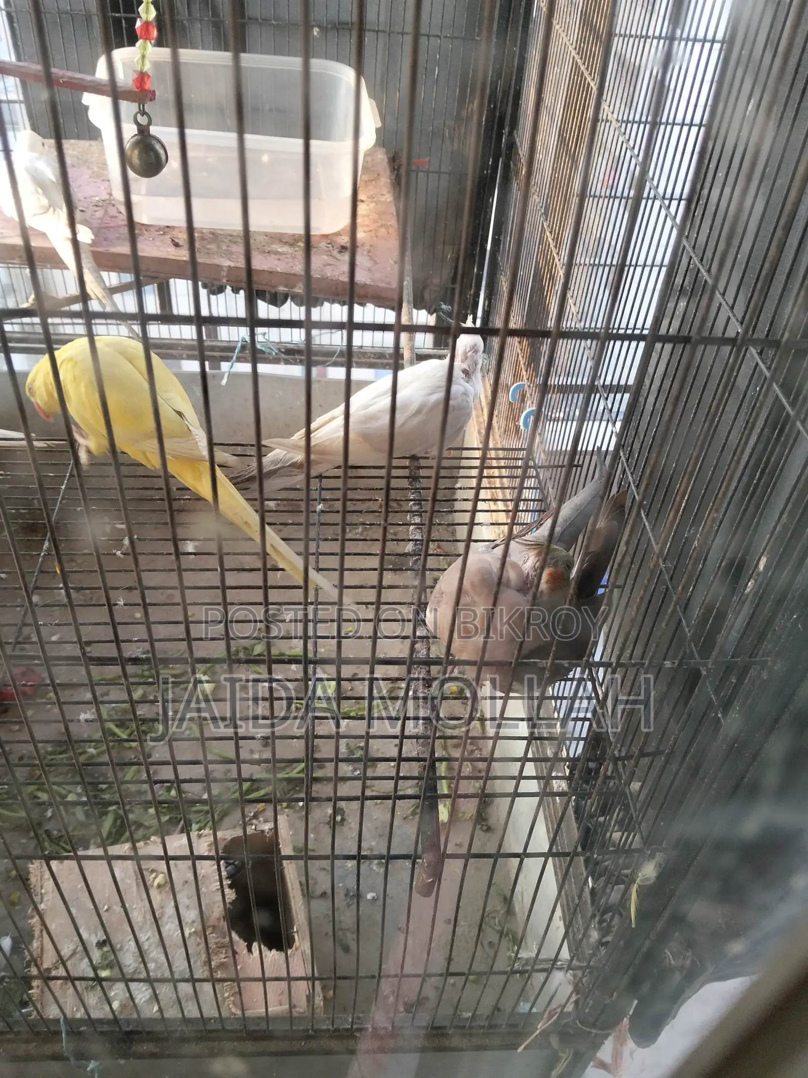 Yellow Cockatiel