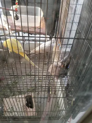 Yellow Cockatiel