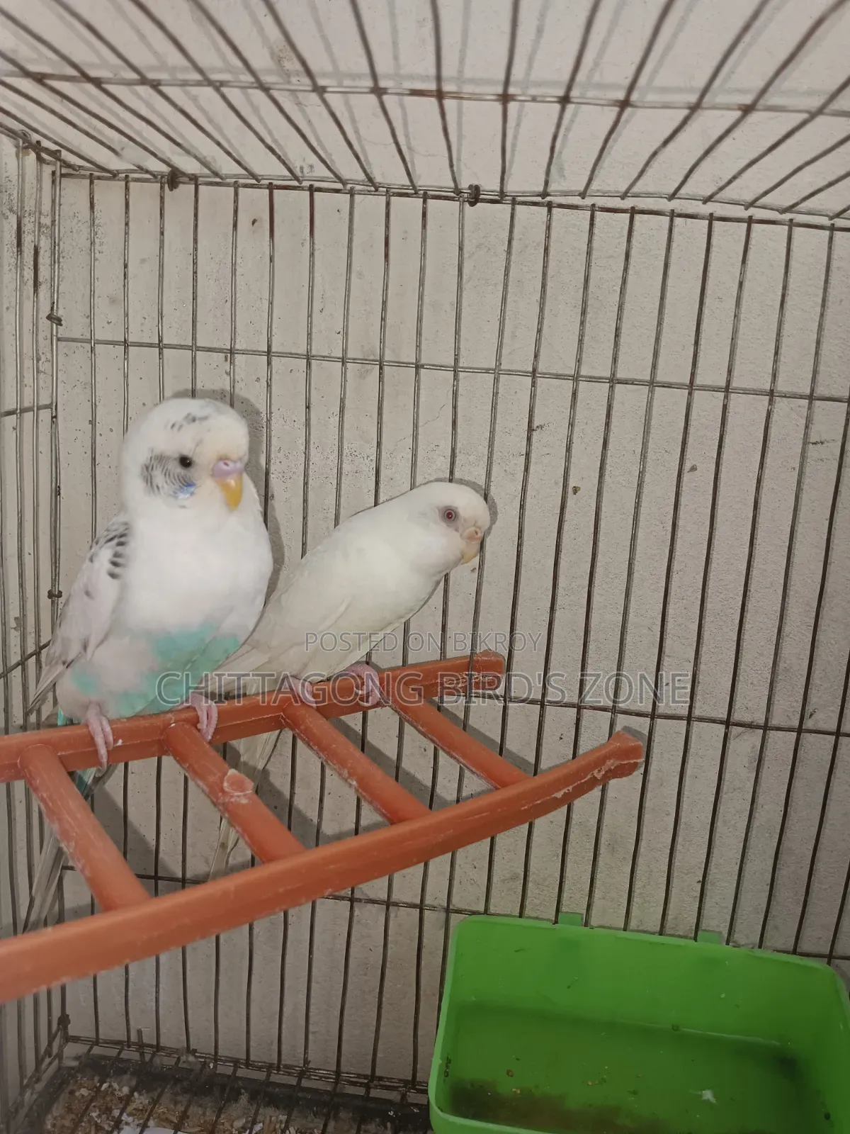 A pair of master pair budgerigar birds will be sold