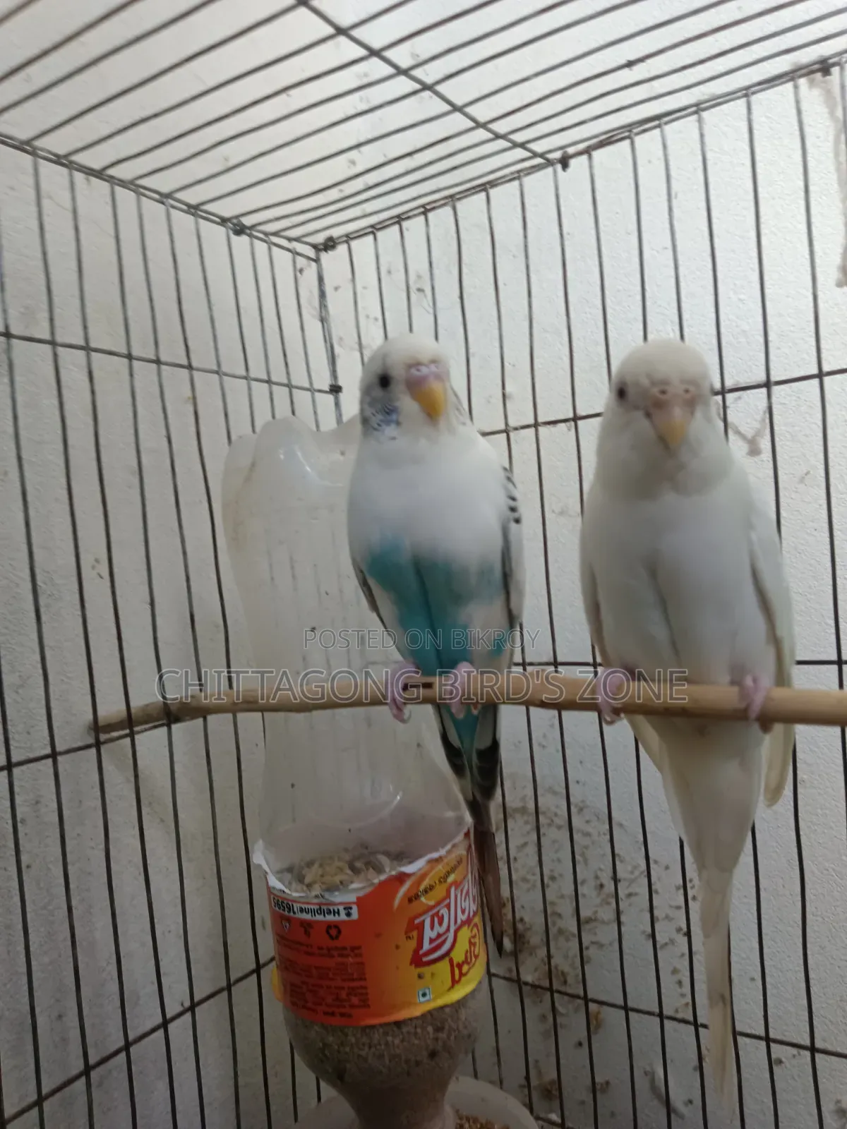 A pair of master pair budgerigar birds will be sold