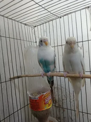 A pair of master pair budgerigar birds will be sold