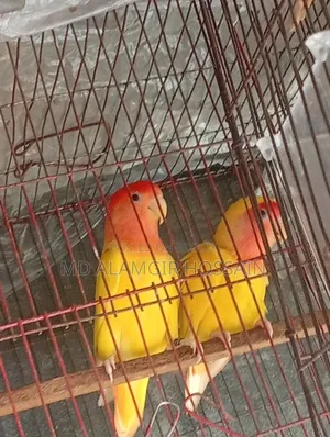 100% Lovebird Running Pair