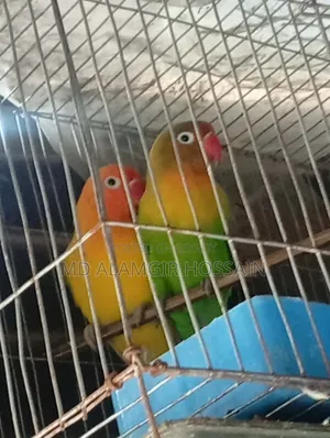 100% Lovebird Running Pair