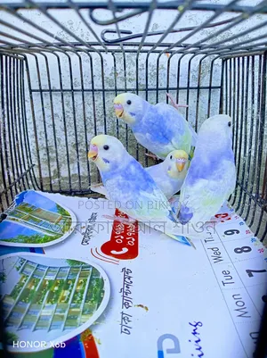 Rainbow Budgerigar birds for sale