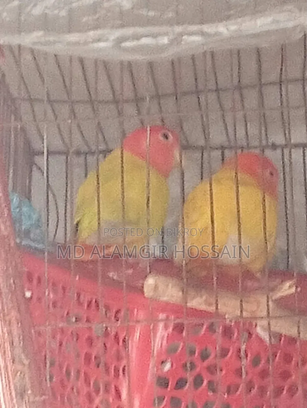 100% Lovebird Running Pair
