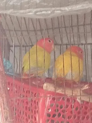 100% Lovebird Running Pair