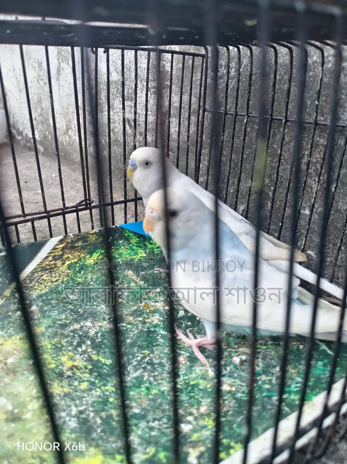 Clear Wing Budgie Bird for Sale