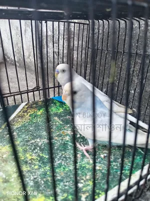 Clear Wing Budgie Bird for Sale