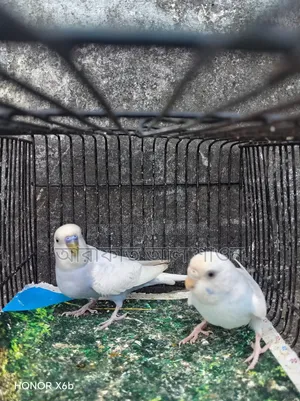 Clear Wing Budgie Bird for Sale