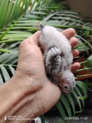 Painapel Kunur Ar Baby