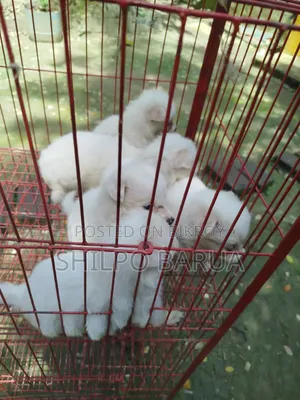 0-1 month Male Purebred Japanese Spitz