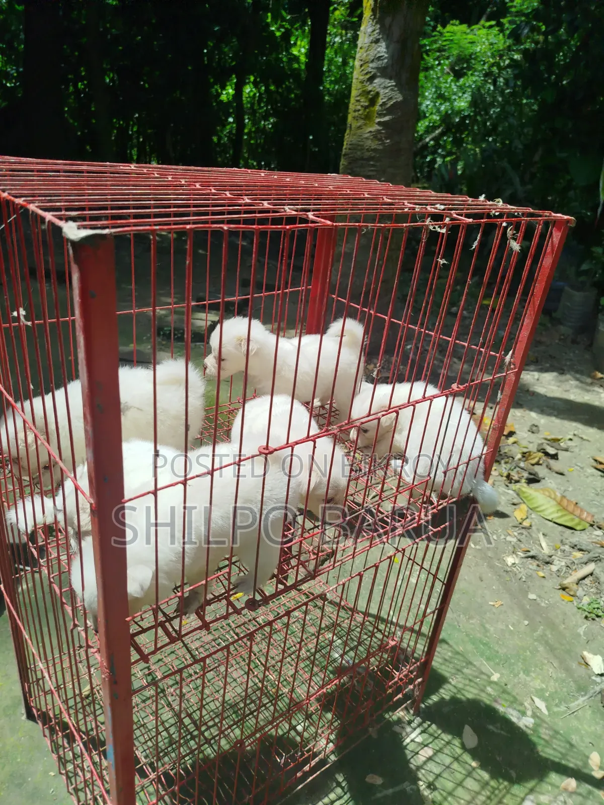 ০-১ মাসের পুরুষ খাঁটি জাতের জাপানি স্পিটজ
