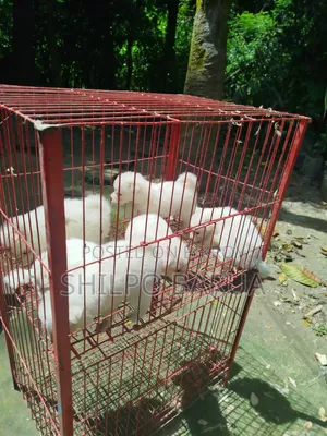 ০-১ মাসের পুরুষ খাঁটি জাতের জাপানি স্পিটজ