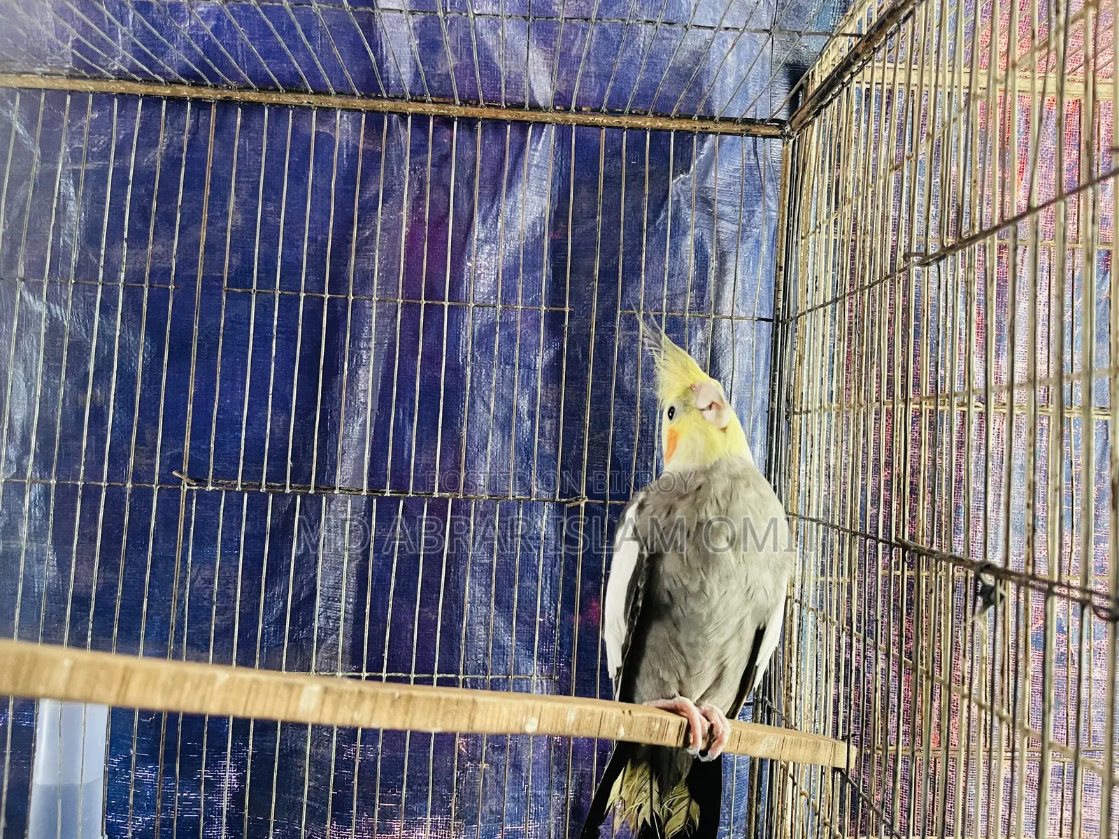 Adult Cockatiel Male