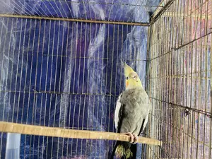 Adult Cockatiel Male