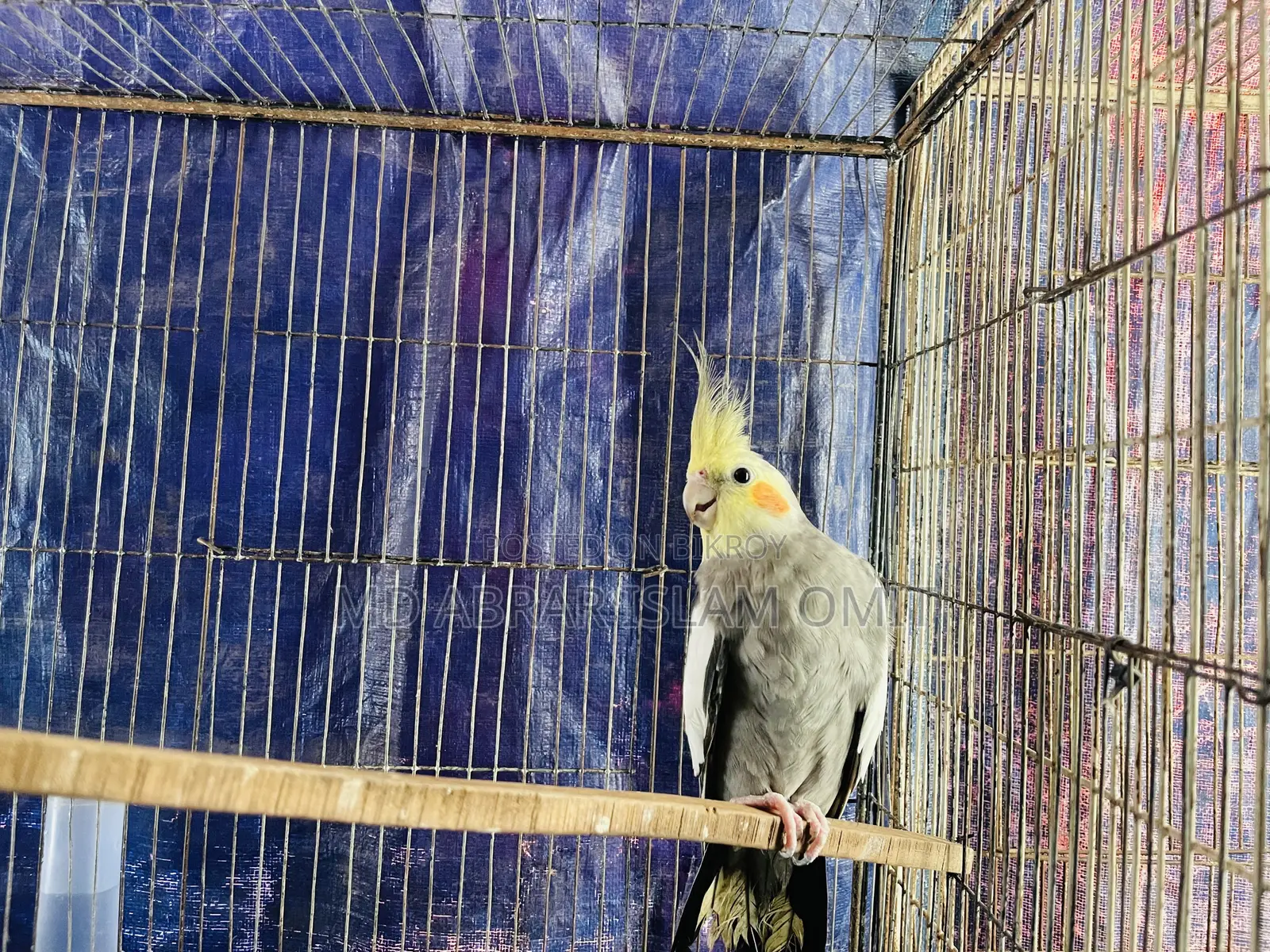 Adult Cockatiel Male