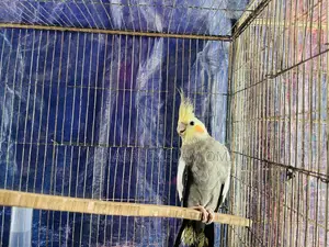 Adult Cockatiel Male