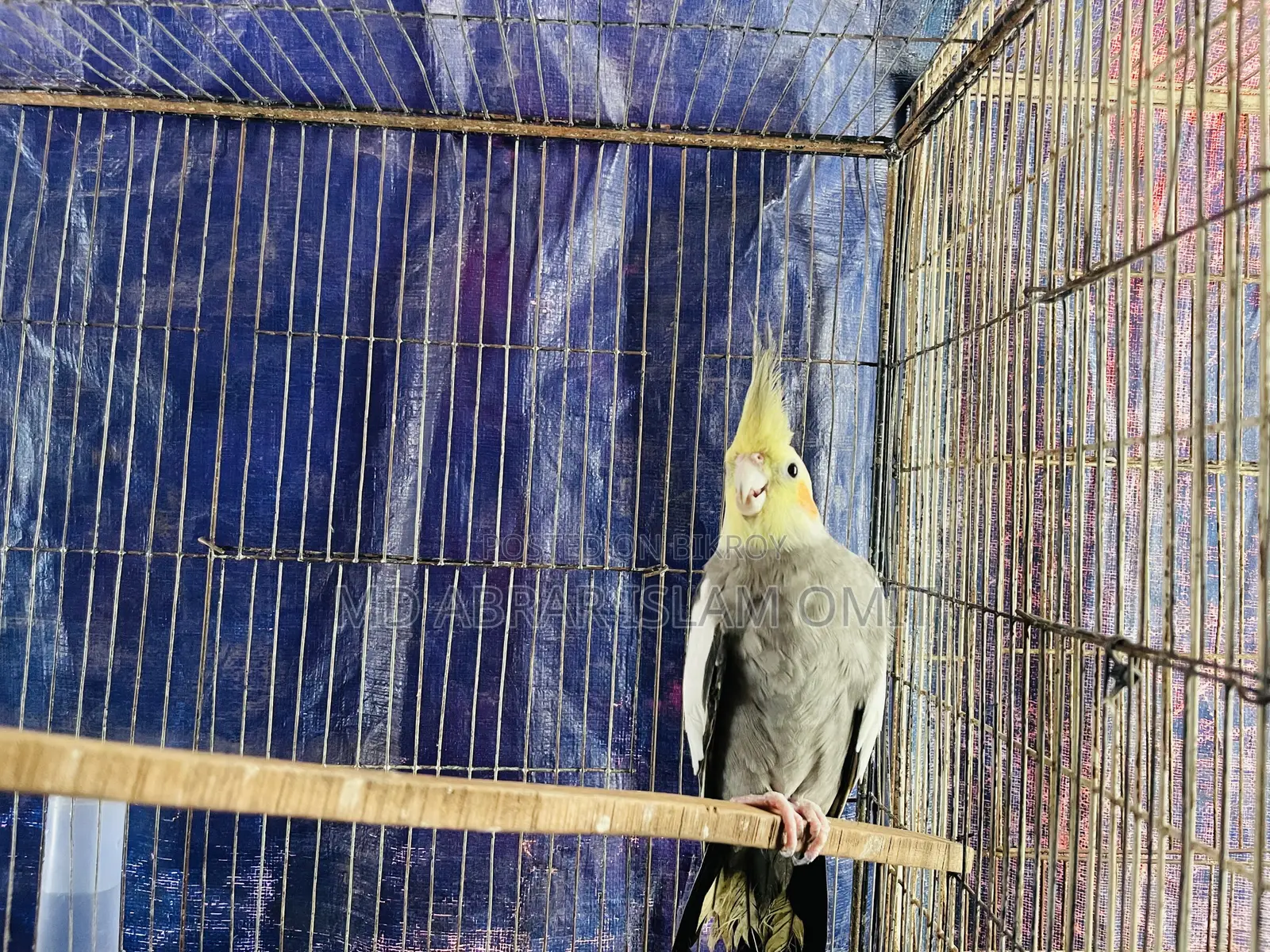 Adult Cockatiel Male