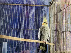 Adult Cockatiel Male