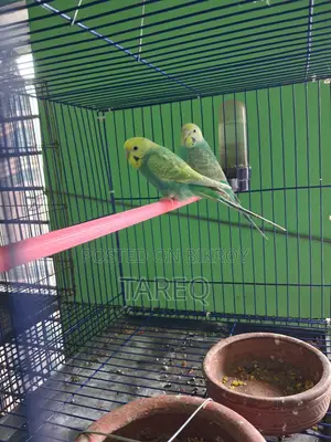 Bujrika Pair