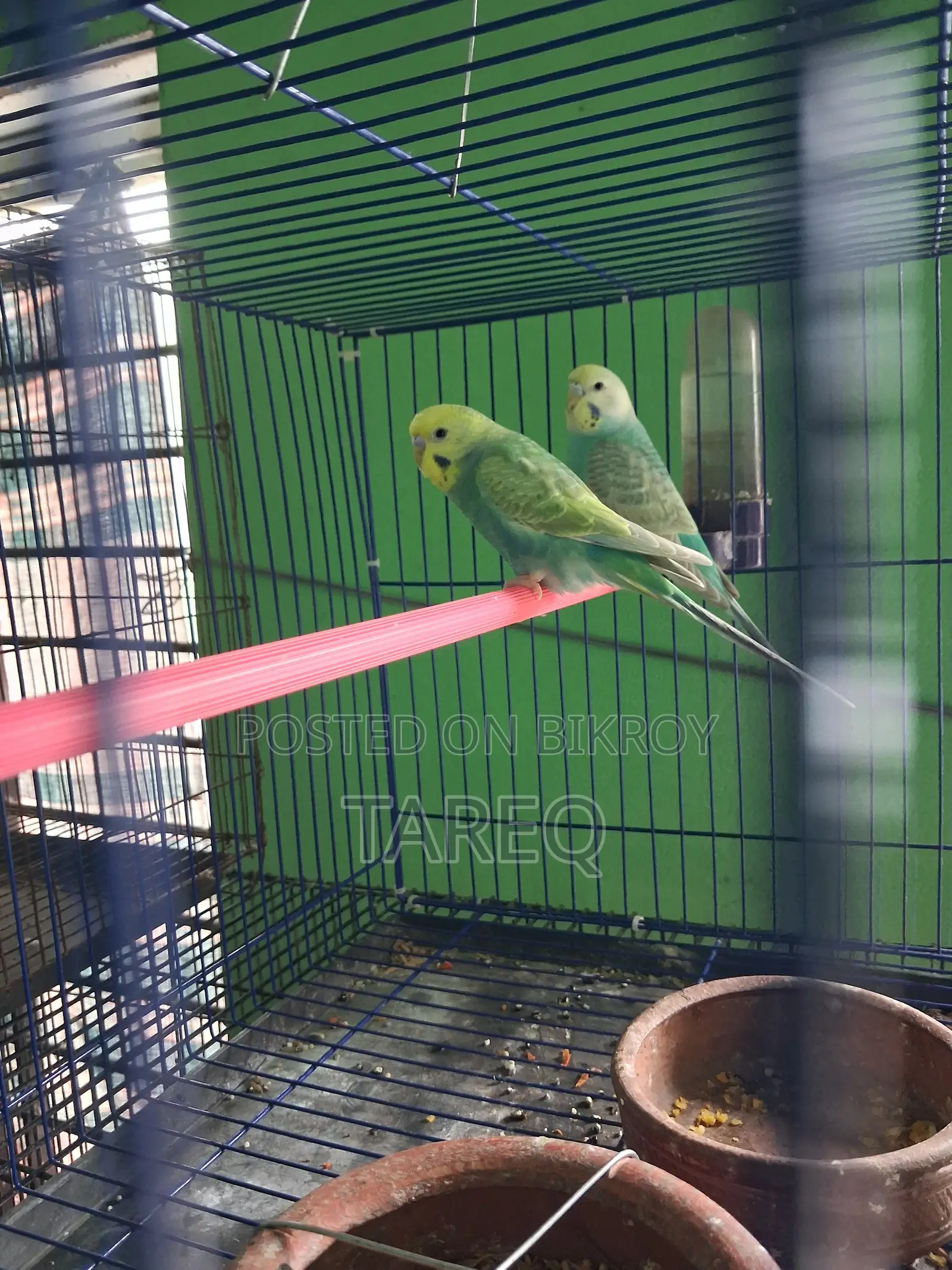 Bujrika Pair