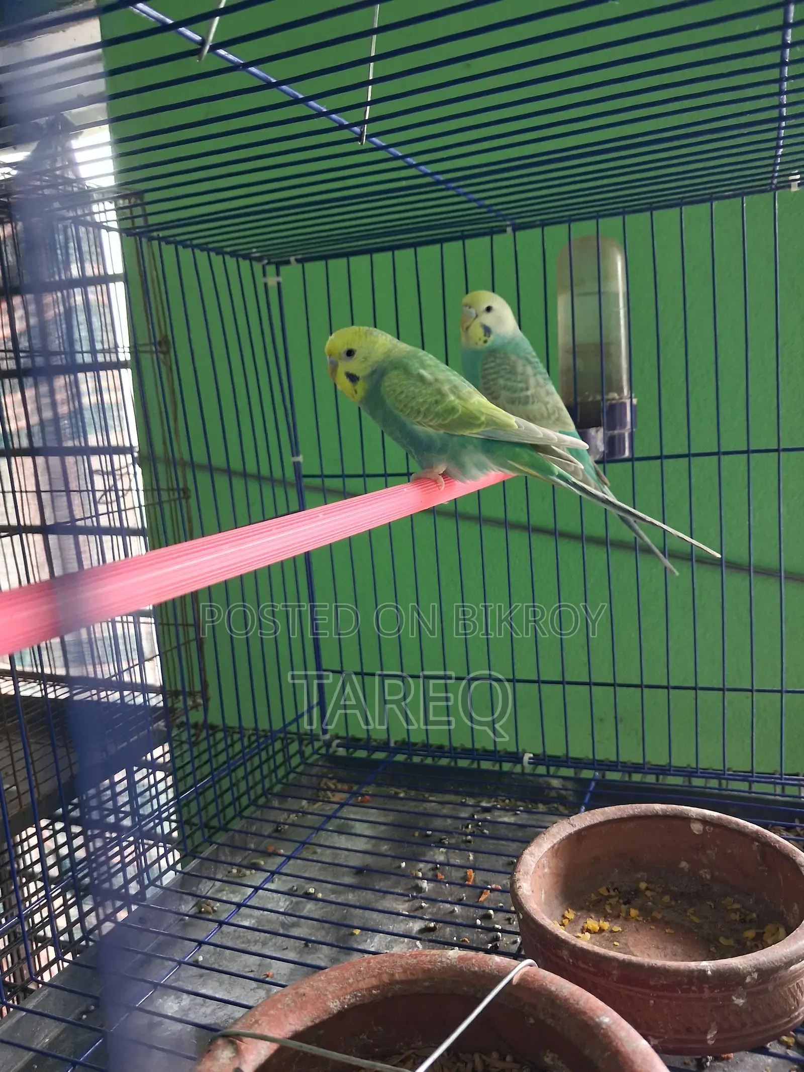 Bujrika Pair