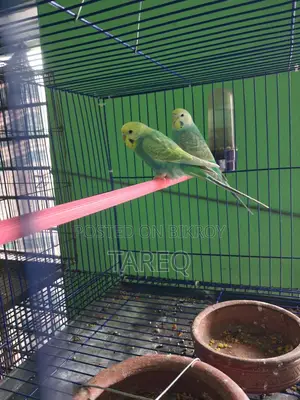 Bujrika Pair