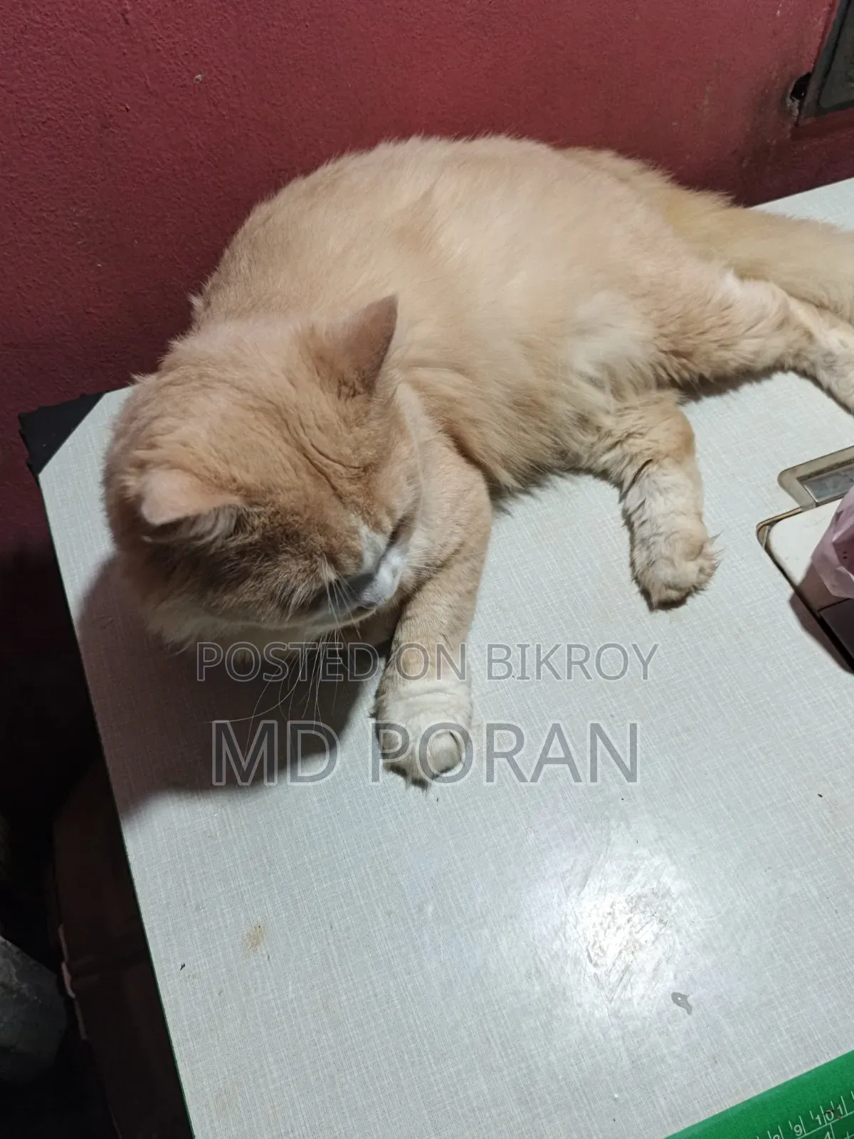 ১+ বছরের পুরুষ খাঁটি অ্যাবিসিনিয়ান