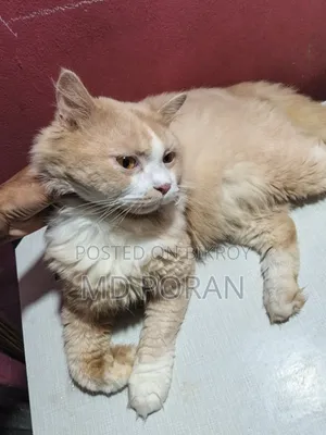 ১+ বছরের পুরুষ খাঁটি অ্যাবিসিনিয়ান