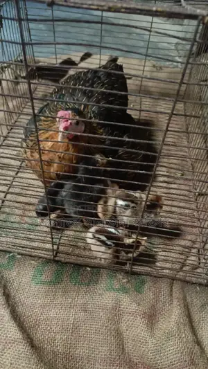 Local chicken chicks for sale