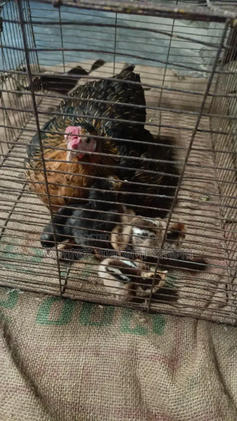 Local chicken chicks for sale