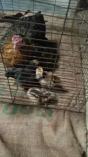 Local chicken chicks for sale
