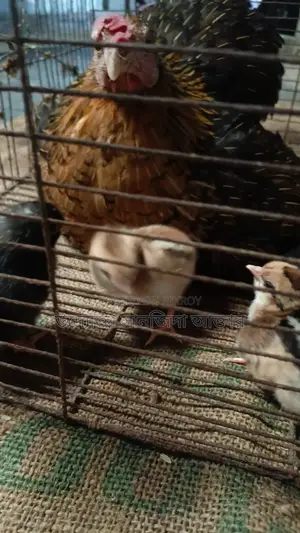 Local chicken chicks for sale
