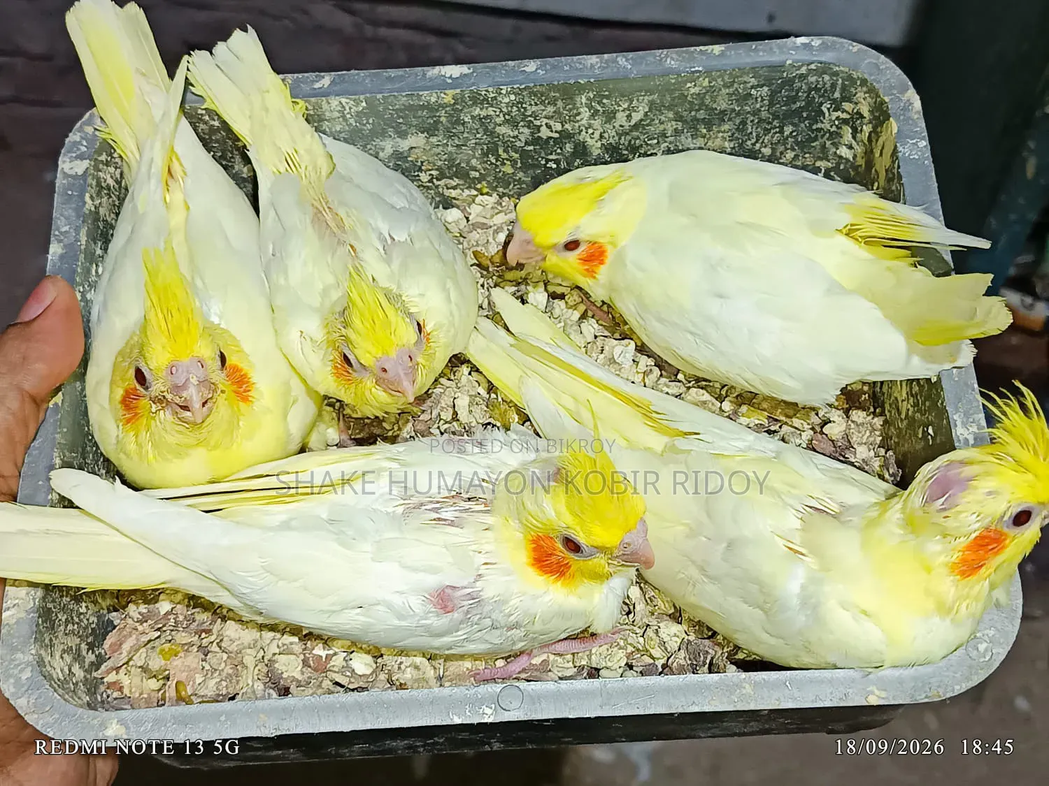 ককাটেল বেবি