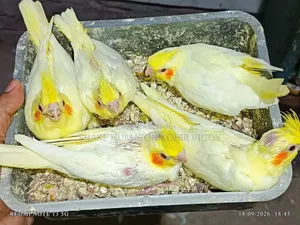 ককাটেল বেবি