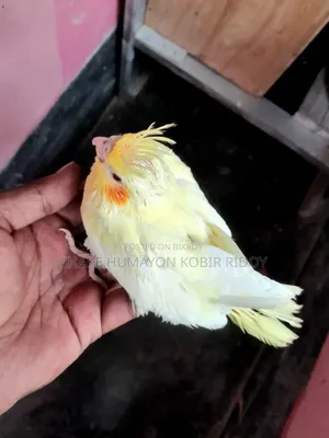ককাটেল বেবি