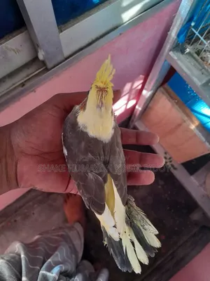 ককাটেল বেবি